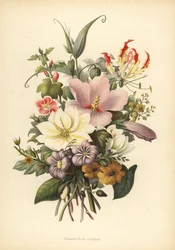 Blumen aus Bombay, Indien